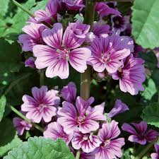Image result for Malva sylvestris 'Zebrina'