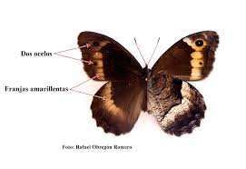 Attēlu rezultāti vaicājumam “Hipparchia alcyone underside”