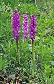 Attēlu rezultāti vaicājumam “Orchis mascula”