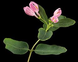 Attēlu rezultāti vaicājumam “Lonicera tatarica bud”