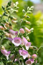 Attēlu rezultāti vaicājumam “Digitalis purpurea flower”