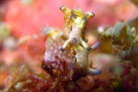 Attēlu rezultāti vaicājumam “Hoplia parvula imago”