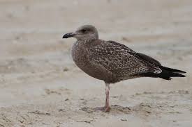 Attēlu rezultāti vaicājumam “Larus argentatus”