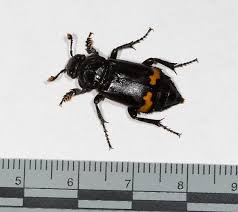 Attēlu rezultāti vaicājumam “Nicrophorus investigator”