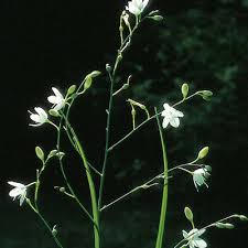 Attēlu rezultāti vaicājumam “Anthericum ramosum”