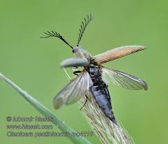 Attēlu rezultāti vaicājumam “Ctenicera pectinicornis”