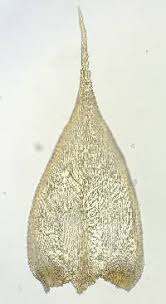 Attēlu rezultāti vaicājumam “Isothecium myosuroides”