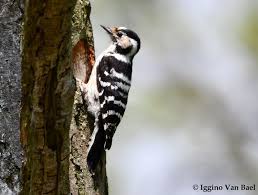 Attēlu rezultāti vaicājumam “Dendrocopos minor female”