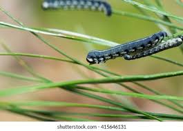 Attēlu rezultāti vaicājumam “Neodiprion sertifer larva”