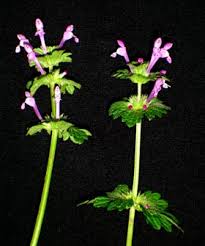 Attēlu rezultāti vaicājumam “Lamium amplexicaule”