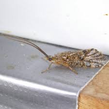 Attēlu rezultāti vaicājumam “Phryganeidae”