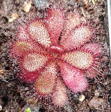 Image result for Drosera