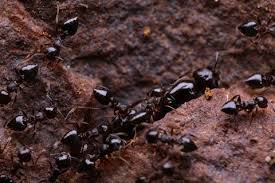 Attēlu rezultāti vaicājumam “Antrodia crassa”