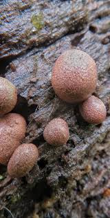 Attēlu rezultāti vaicājumam “Lycogala miserum sessile”