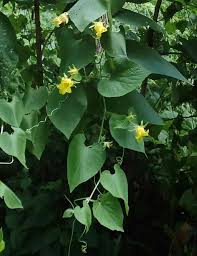 Attēlu rezultāti vaicājumam “Thladiantha dubia leaf”