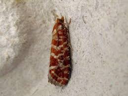 Attēlu rezultāti vaicājumam “Rhyacionia pinicolana”