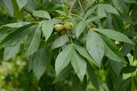 Attēlu rezultāti vaicājumam “Carya ovata leaf”