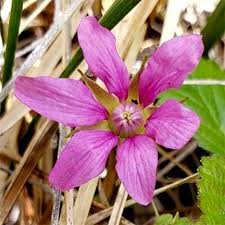 Attēlu rezultāti vaicājumam “Rubus arcticus flower”