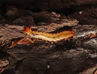 Attēlu rezultāti vaicājumam “Pyrochroidae larva”