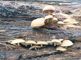 Attēlu rezultāti vaicājumam “Hypholoma sp.”