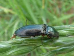 Attēlu rezultāti vaicājumam “Selatosomus aeneus”