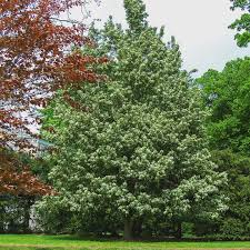 Attēlu rezultāti vaicājumam “Sorbus alnifolia”