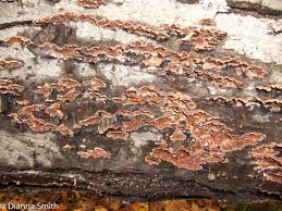 Attēlu rezultāti vaicājumam “Hymenochaete rubiginosa”