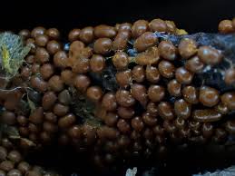 Attēlu rezultāti vaicājumam “Trichia varia young”