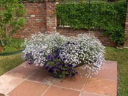 Image result for Nierembergia