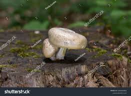 Attēlu rezultāti vaicājumam “Lentinus lepideus”