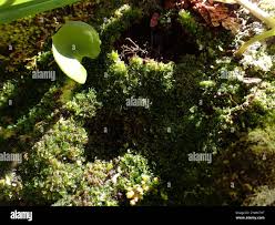 Attēlu rezultāti vaicājumam “Riccardia latifrons”