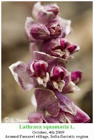 Attēlu rezultāti vaicājumam “Lathraea squamaria flower”