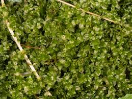 Attēlu rezultāti vaicājumam “Plagiomnium cuspidatum sporophyte”