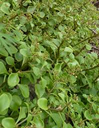 Image result for Aichryson