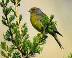 Image result for Carduelis citrinella
