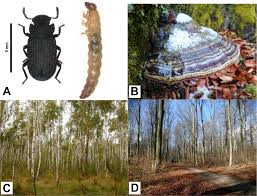Attēlu rezultāti vaicājumam “Bolitophagus reticulatus larva”