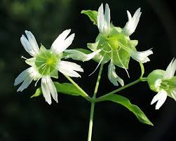 Attēlu rezultāti vaicājumam “Silene baccifera”