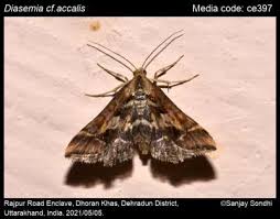 Attēlu rezultāti vaicājumam “Diasemia reticularis”