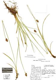 Attēlu rezultāti vaicājumam “Carex chordorrhiza fruit”