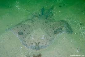 Image result for Leucoraja ocellata