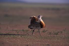 Image result for Otis tarda