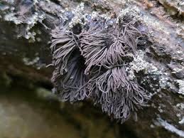 Attēlu rezultāti vaicājumam “Stemonitis pallida var. rubescens”