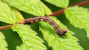 Attēlu rezultāti vaicājumam “Erannis defoliaria larva”