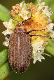 Attēlu rezultāti vaicājumam “Licea chelonoides”