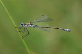 Attēlu rezultāti vaicājumam “Lestes dryas male”
