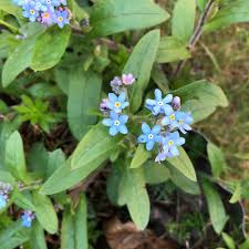 Attēlu rezultāti vaicājumam “Myosotis sparsiflora leaf”