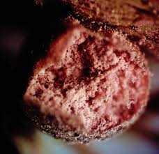 Attēlu rezultāti vaicājumam “Lycogala paraconfusum macro”