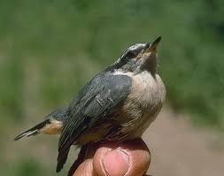 Image result for Sitta canadensis