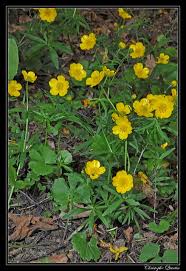Attēlu rezultāti vaicājumam “Ranunculus auricomus”