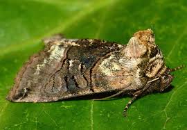 Attēlu rezultāti vaicājumam “Crocallis elinguaria imago”